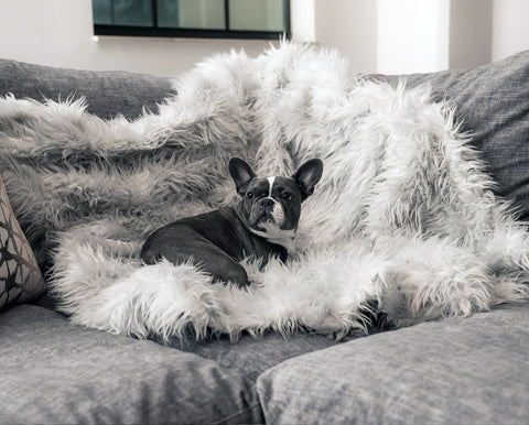 PupProtector™ Waterproof Throw Blanket