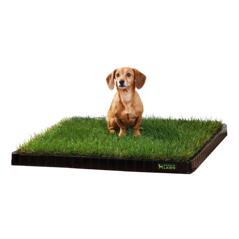 Large + Tray