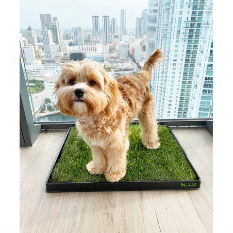 DoggieLawn