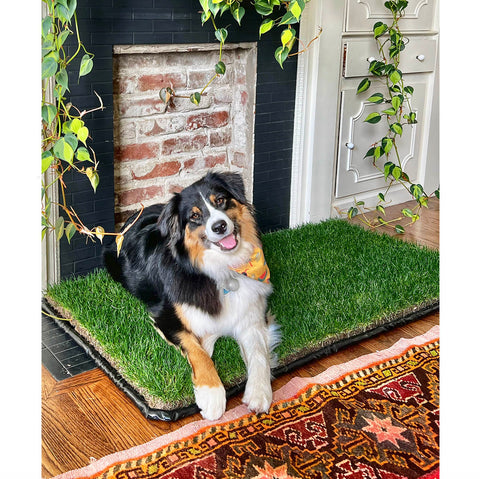 DoggieLawn