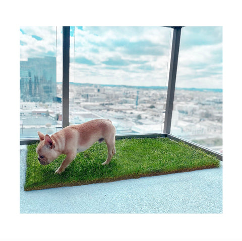 DoggieLawn