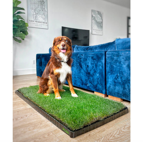 DoggieLawn
