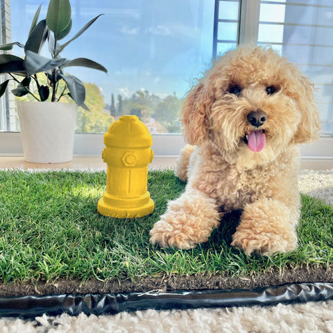 Potty Training Fire Hydrant