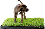 doggielawn is better