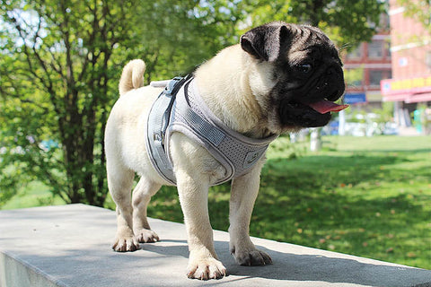 Mesh Harness and Leash Set