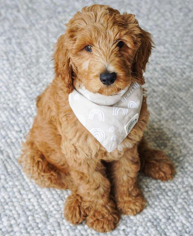 Rainbows Bandana