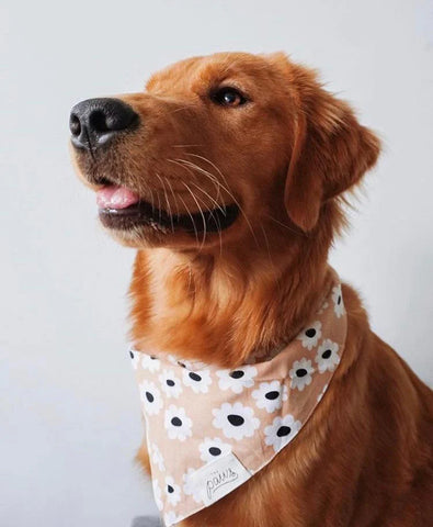 Sierra Daisies Bandana