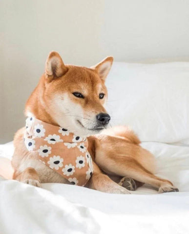 Sierra Daisies Bandana
